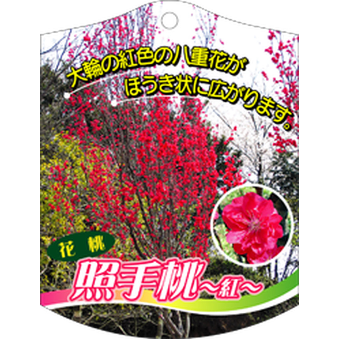 ARC テルテモモ アカ K 園芸用ラベル【105mm×80mm】100枚入 T1TMK603-01