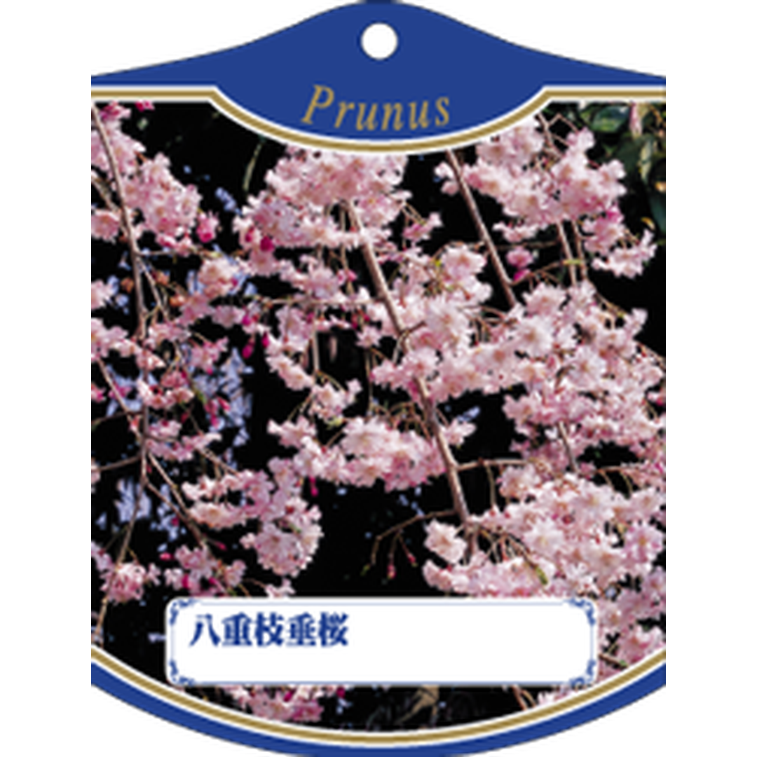 ARC ヤエシダレザクラ K 園芸用ラベル【105mm×80mm】100枚入 T1TMK609-01