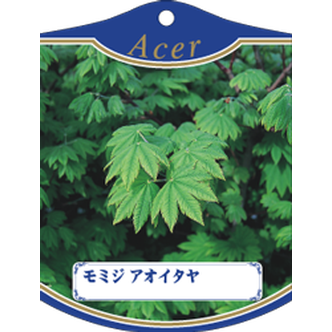 ARC モミジ アオイタヤ K 園芸用ラベル【105mm×80mm】100枚入 T1TMK611-01