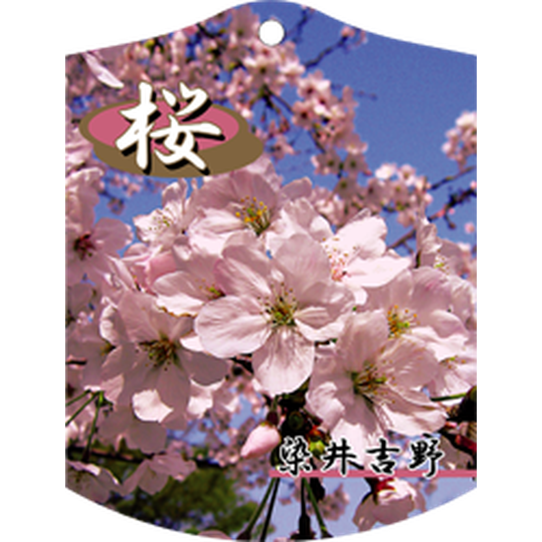 ARC サクラ ソメイヨシノ K 園芸用ラベル【105mm×80mm】100枚入 T1TMK618-01