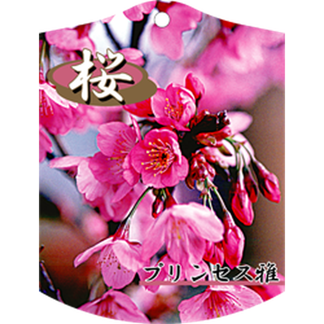 ARC サクラ プリンセスミヤビ K 園芸用ラベル【105mm×80mm】100枚入 T1TMK619-01