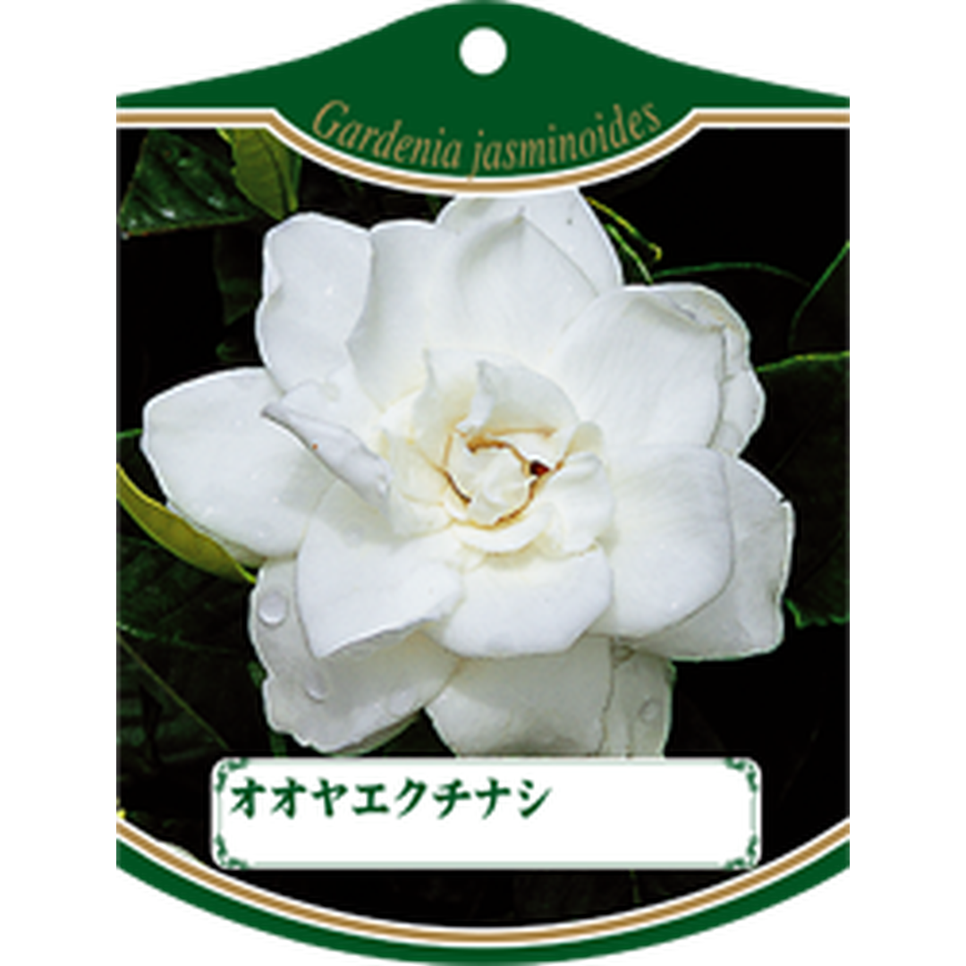 ARC オオヤエクチナシ K 園芸用ラベル【105mm×80mm】100枚入 T1TMK620-01