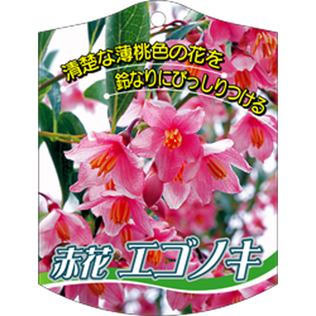 ARC エゴノキ アカバナ 646 K 園芸用ラベル【105mm×80mm】100枚入 T1TMK624-01