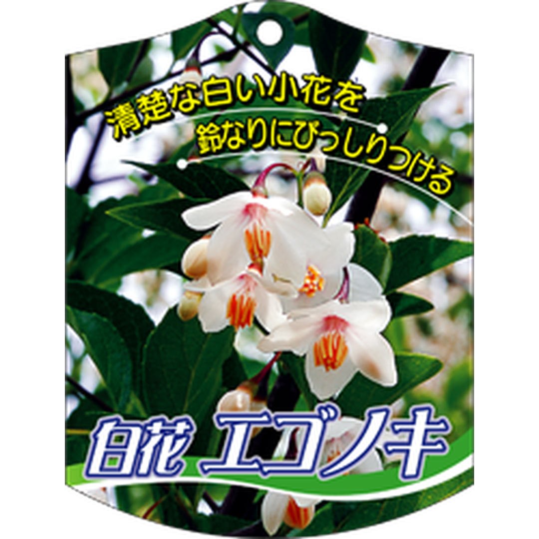 ARC エゴノキ シロバナ 645 K 園芸用ラベル【105mm×80mm】100枚入 T1TMK625-01