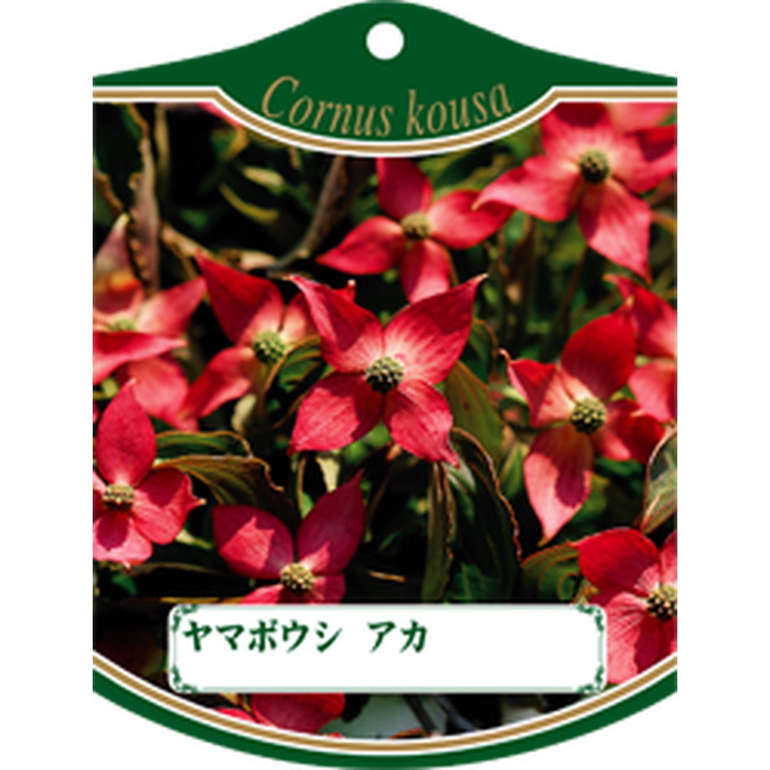 ARC ヤマボウシアカ 1005 K 園芸用ラベル【105mm×80mm】100枚入 T1TMK636-01