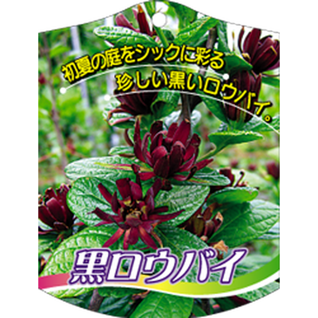 ARC クロロウバイ 1005 K 園芸用ラベル【105mm×80mm】100枚入 T1TMK643-01