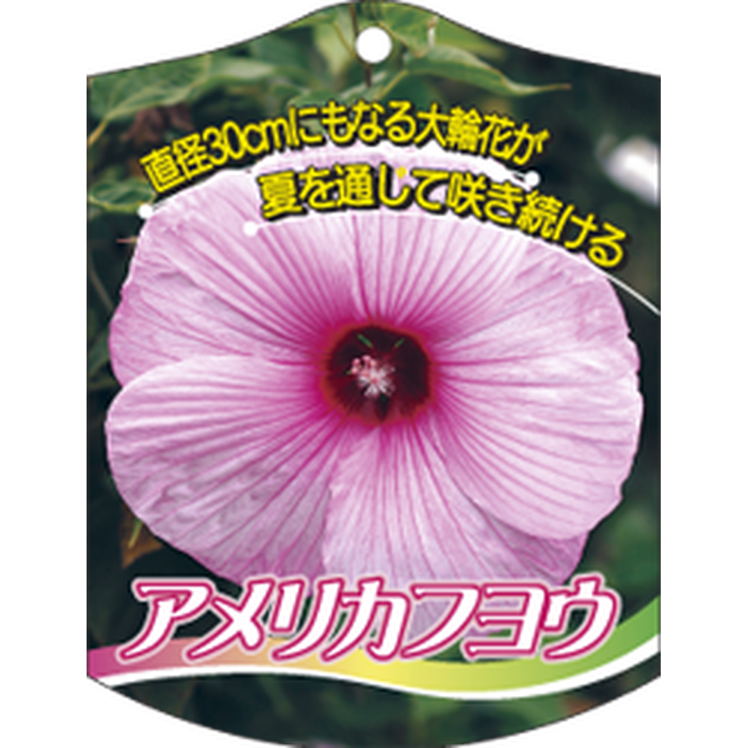ARC アメリカフヨウ ピンク K 園芸用ラベル【105mm×80mm】100枚入 T1TMK648-01