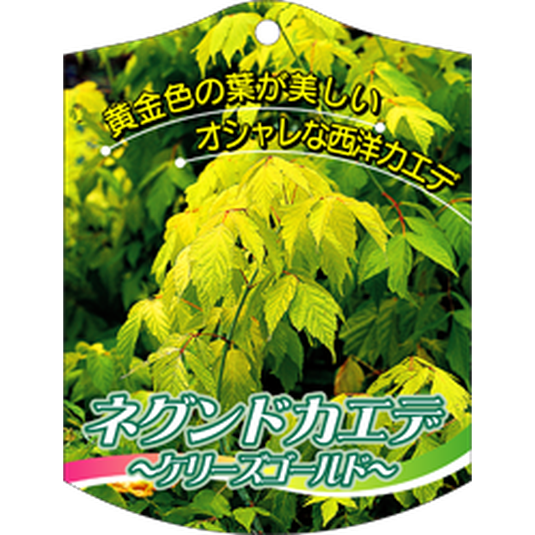 ARC ネグンドカエデ ケリーズゴK 園芸用ラベル【105mm×80mm】100枚入 T1TMK652-01