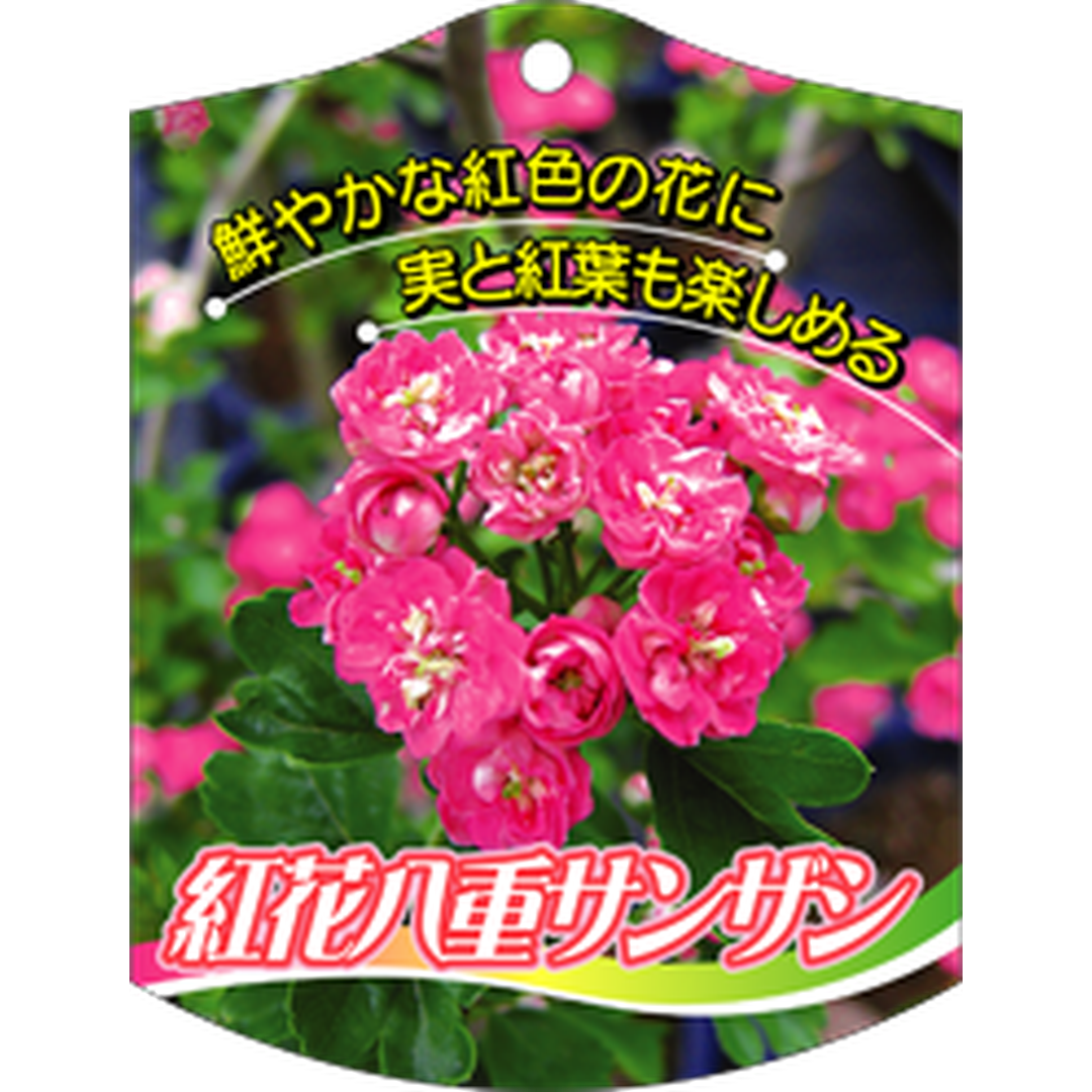 ARC サンザシベニバナ ヤエ K 園芸用ラベル【105mm×80mm】100枚入 T1TMK653-01