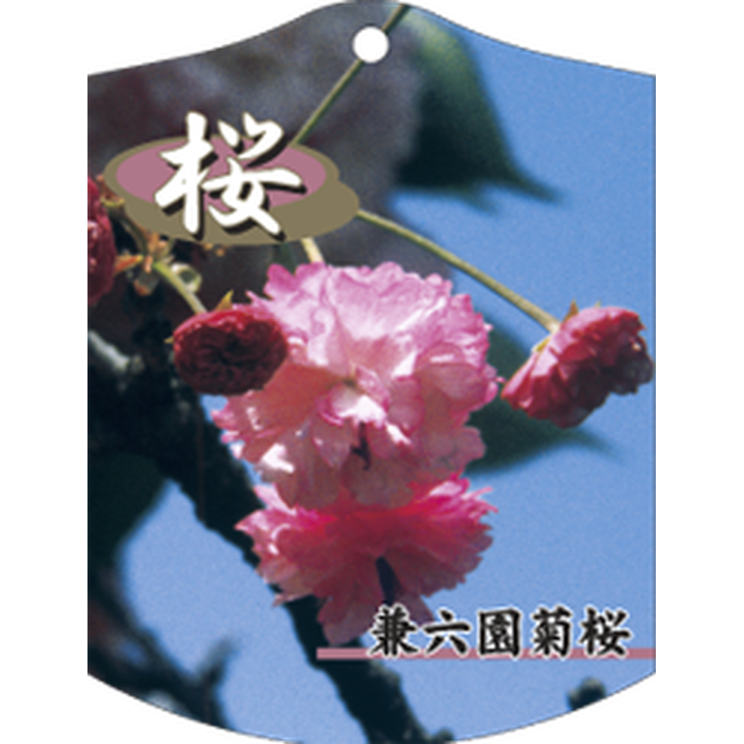 ARC サクラ ケンロクエンザクラ K 園芸用ラベル【105mm×80mm】100枚入 T1TMK676-01