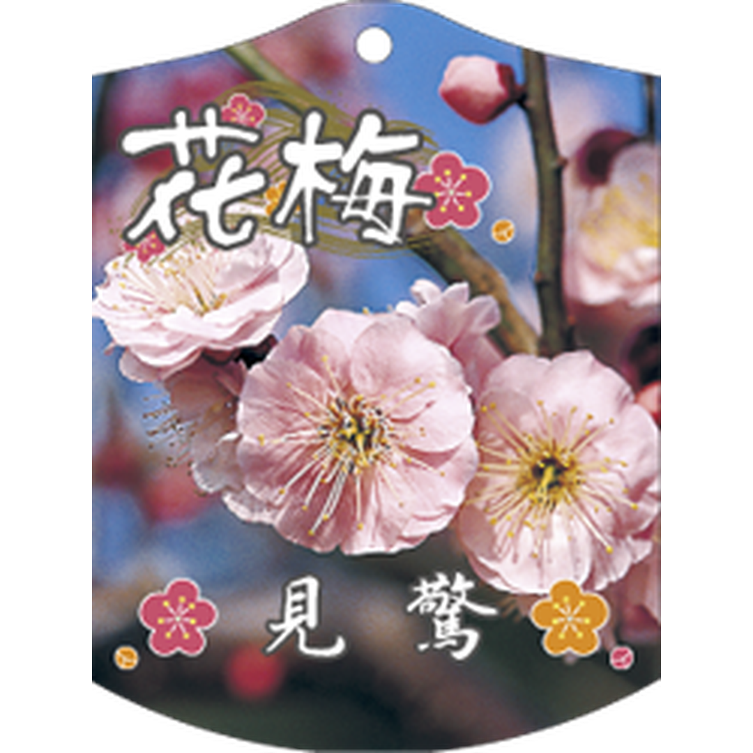 ARC ウメ ケンキョウ K 園芸用ラベル【105mm×80mm】100枚入 T1TMK679-01