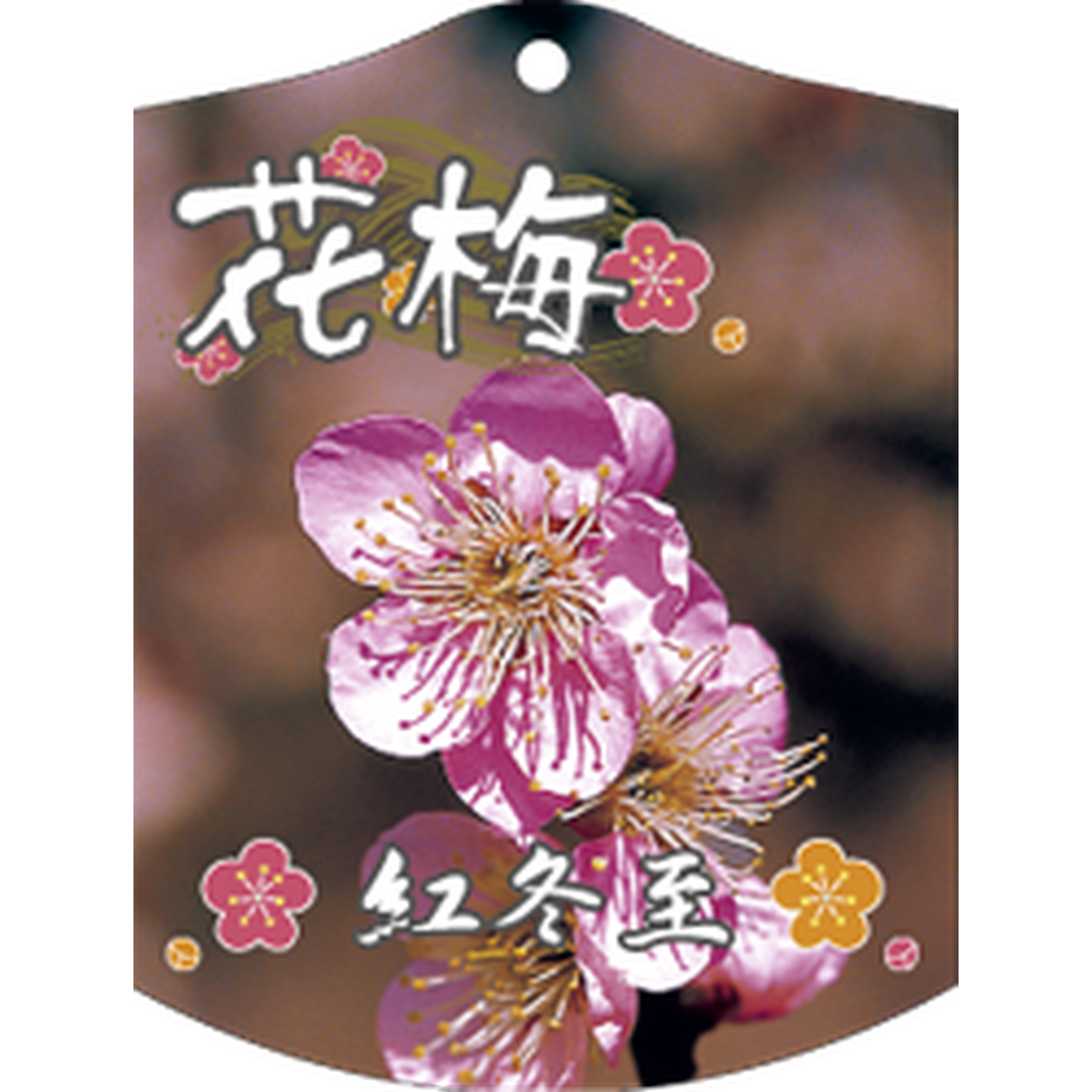 ARC ウメ ベニトウジ K 園芸用ラベル【105mm×80mm】100枚入 T1TMK681-01
