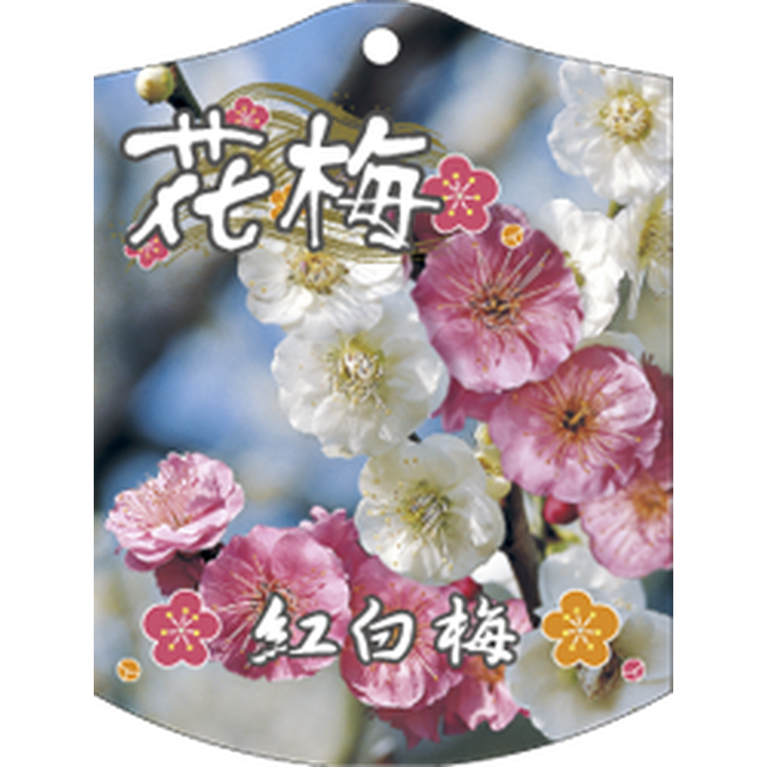 ARC ウメ コウハクウメ K 園芸用ラベル【105mm×80mm】100枚入 T1TMK682-01
