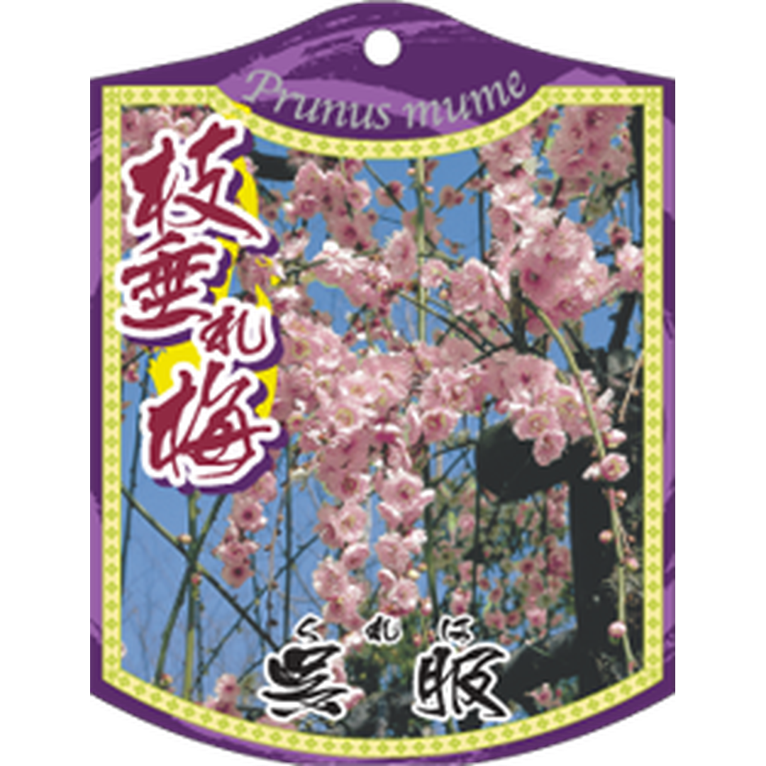ARC シダレウメ クレハ K 園芸用ラベル【105mm×80mm】100枚入 T1TMK684-01