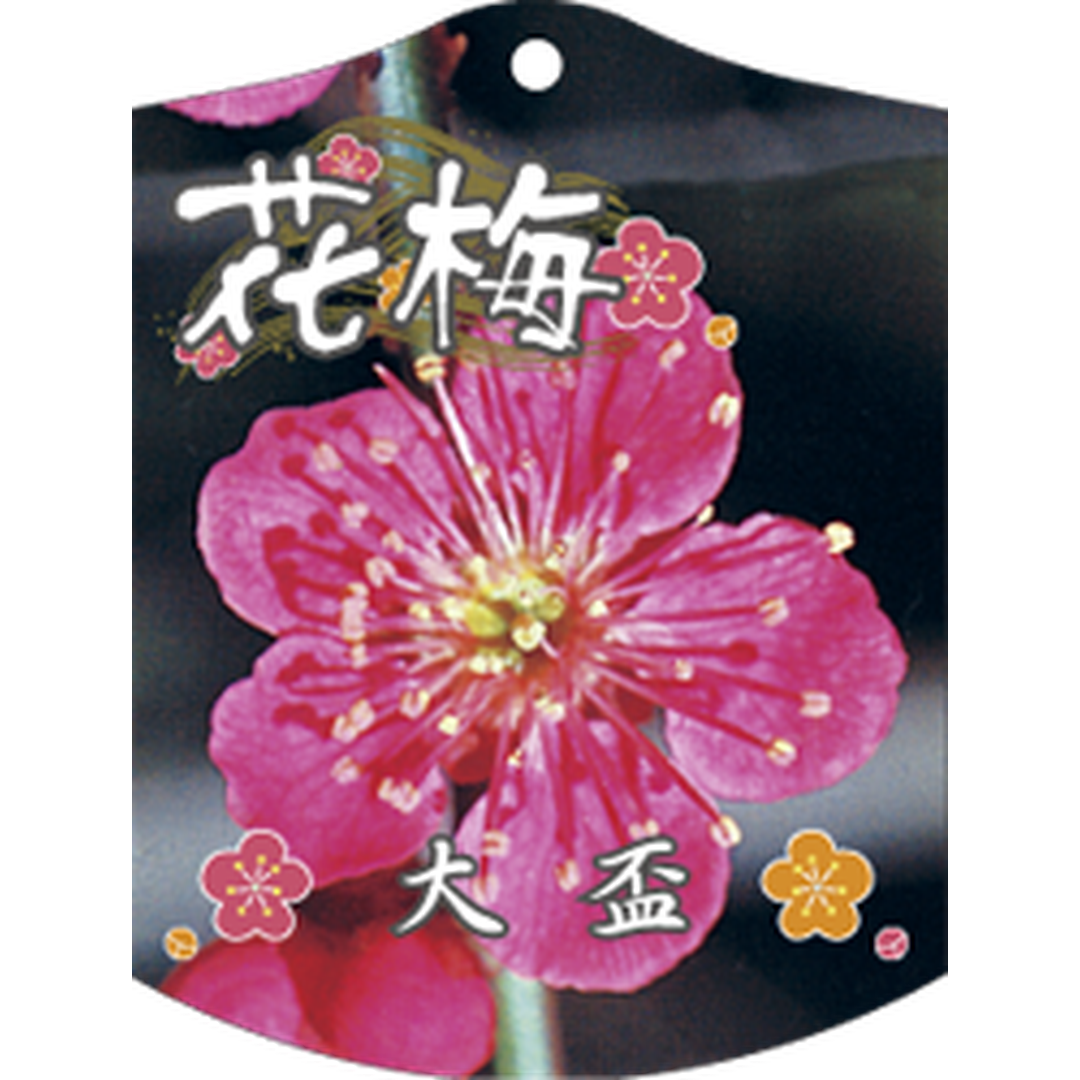 ARC ウメ オオサカズキ K 園芸用ラベル【105mm×80mm】100枚入 T1TMK690-01