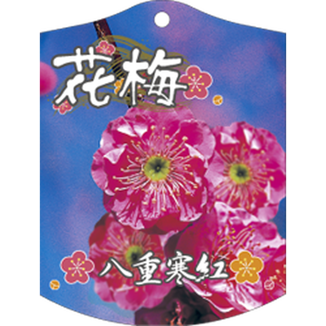 ARC ウメ ヤエカンコウ K 園芸用ラベル【105mm×80mm】100枚入 T1TMK691-01