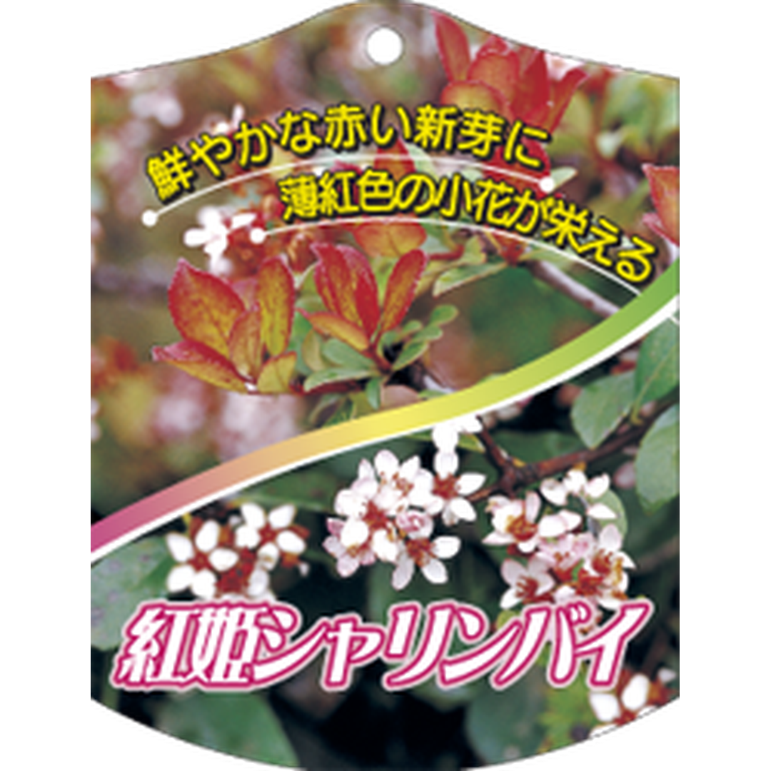 ARC ベニヒメシャリンバイ K 園芸用ラベル【105mm×80mm】100枚入 T1TMK692-01