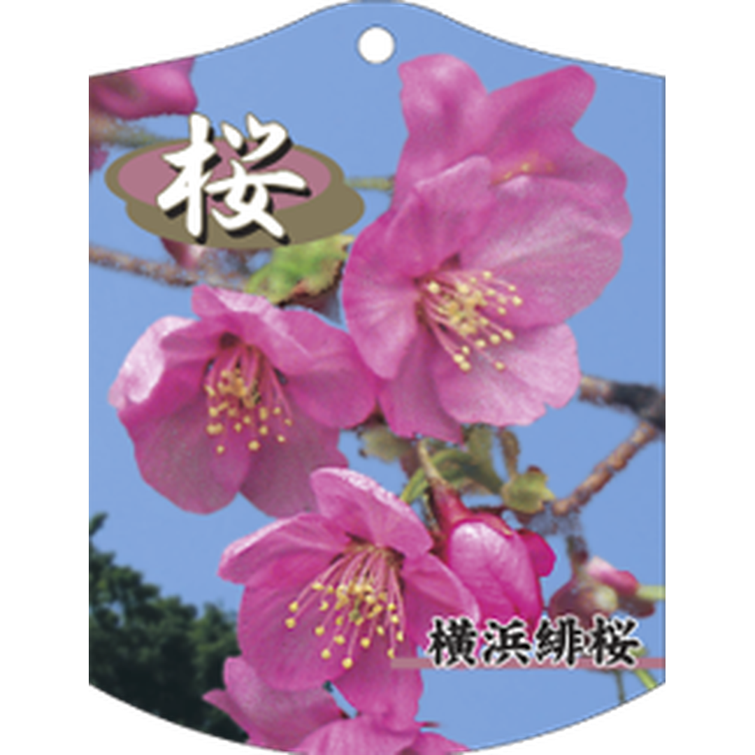 ARC サクラ ヨコハマヒザクラ K 園芸用ラベル【105mm×80mm】100枚入 T1TMK697-01