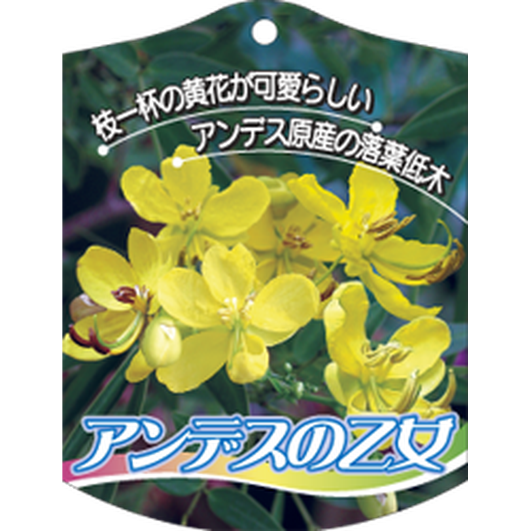 ARC アンデスノオトメ K 園芸用ラベル【105mm×80mm】100枚入 T1TMK698-01