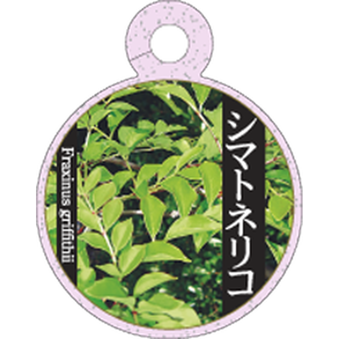 ARC シマトネリコ Ｏ 園芸用ラベル【70mm×55mm】100枚入 T1TMK770-01