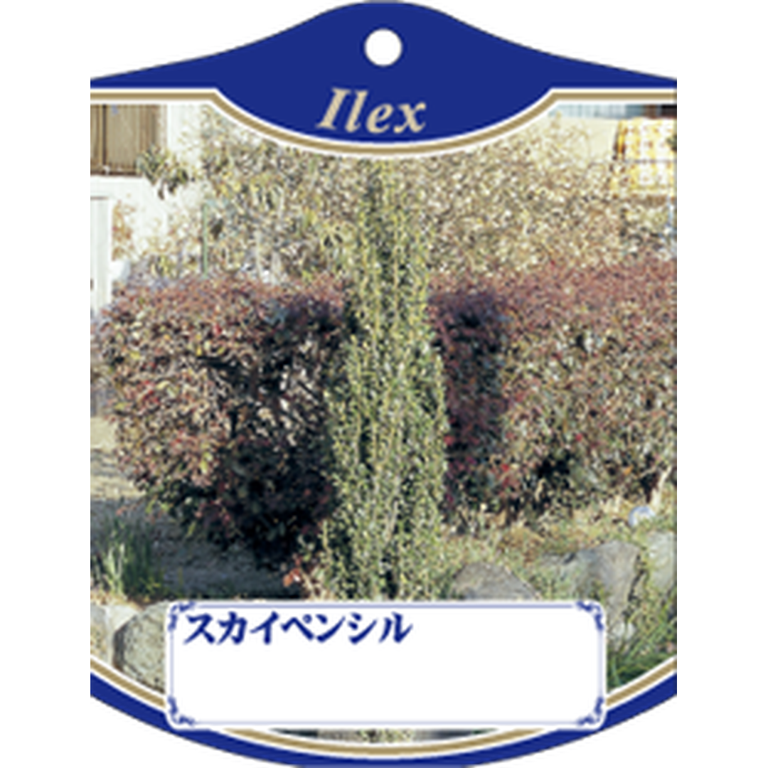 ARC スカイペンシル K 園芸用ラベル【105mm×80mm】100枚入 T1TMK783-01