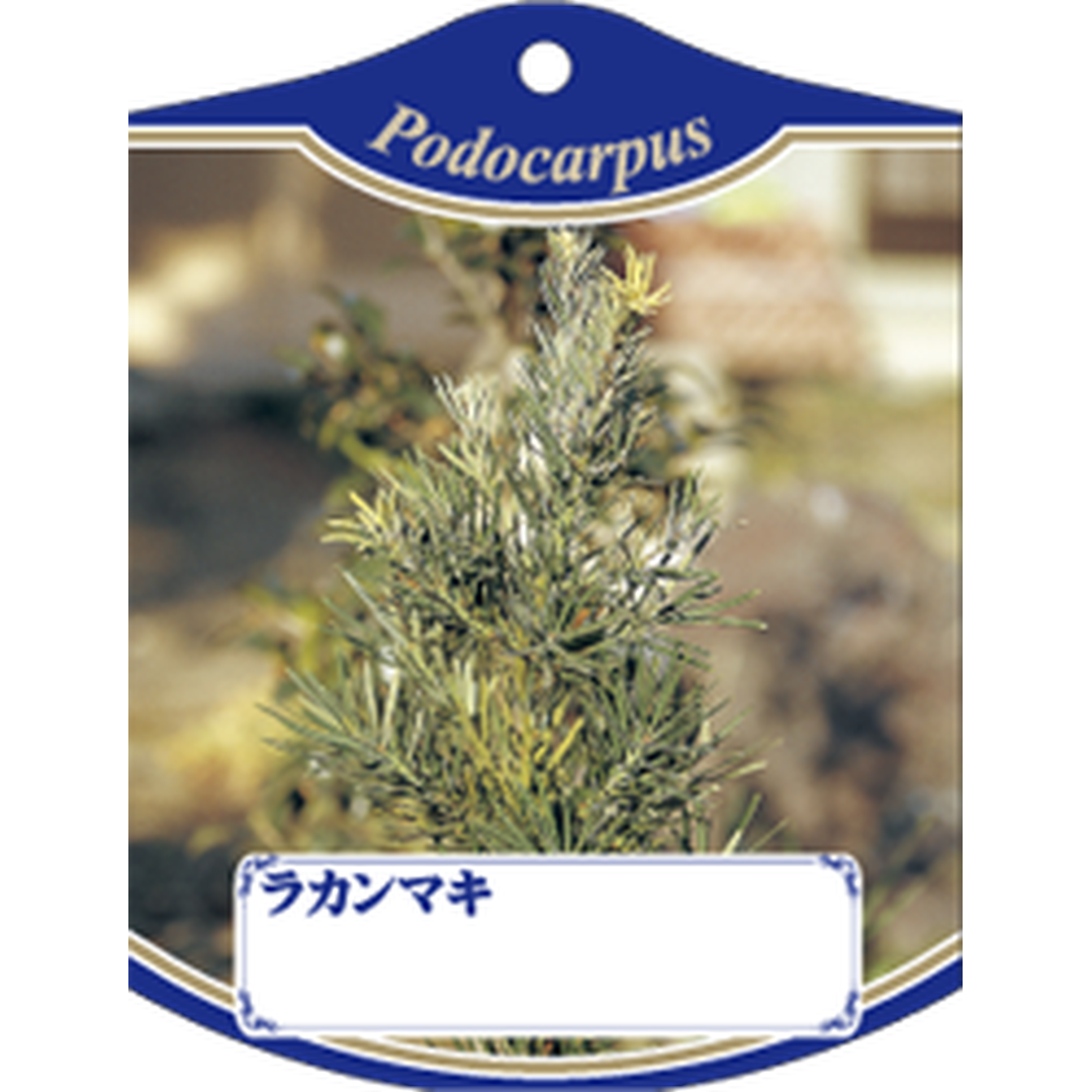 ARC ラカンマキ K 園芸用ラベル【105mm×80mm】100枚入 T1TMK786-01