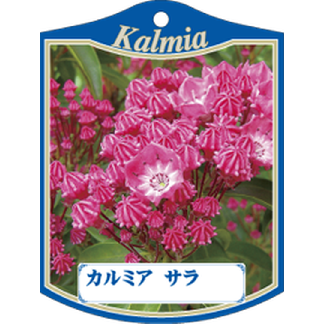 ARC カルミヤ サラ K 園芸用ラベル【105mm×80mm】100枚入 T1TMK839-01