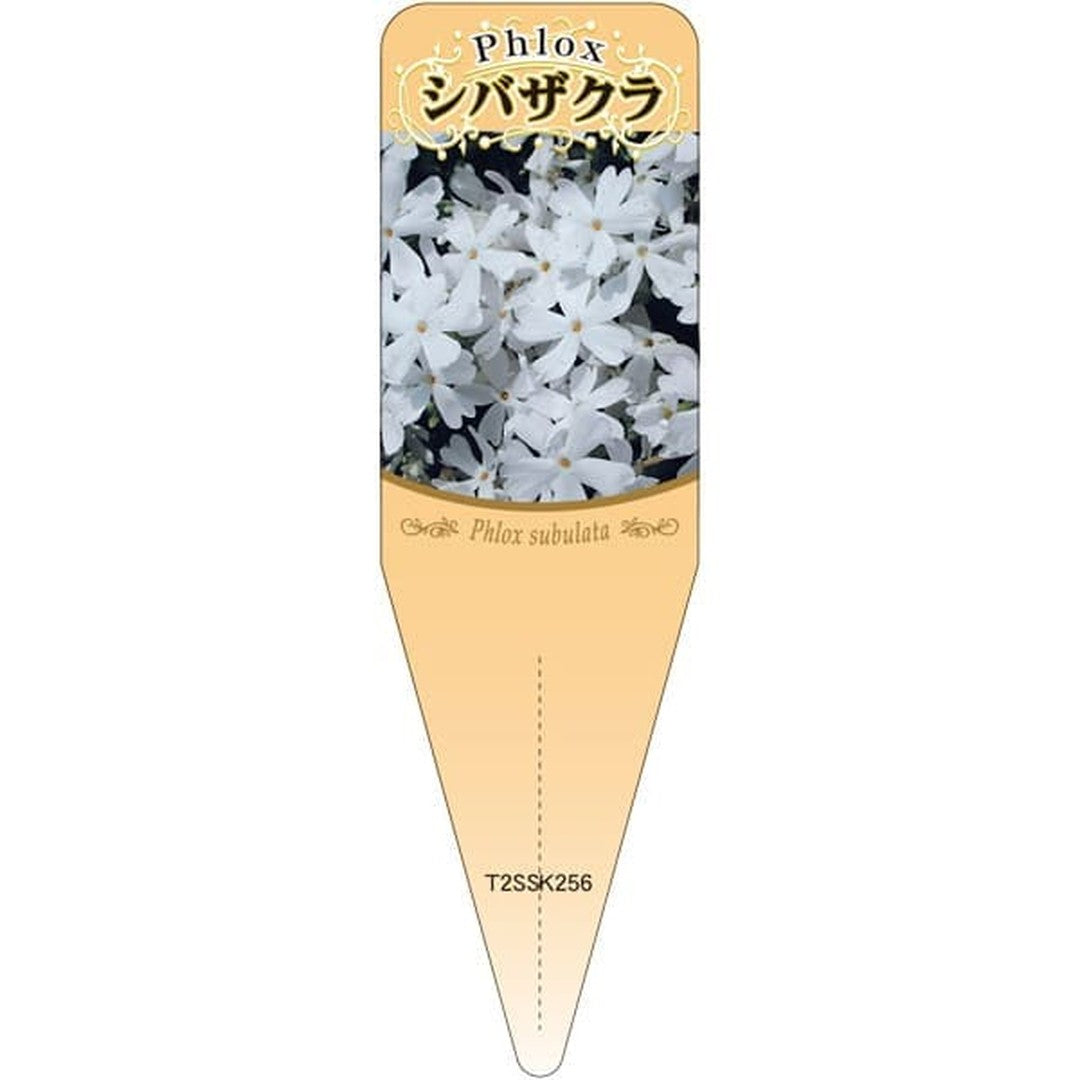 ARC シバザクラ シロ S 園芸用ラベル【115mm×34mm】100枚入 T2SSK256-01