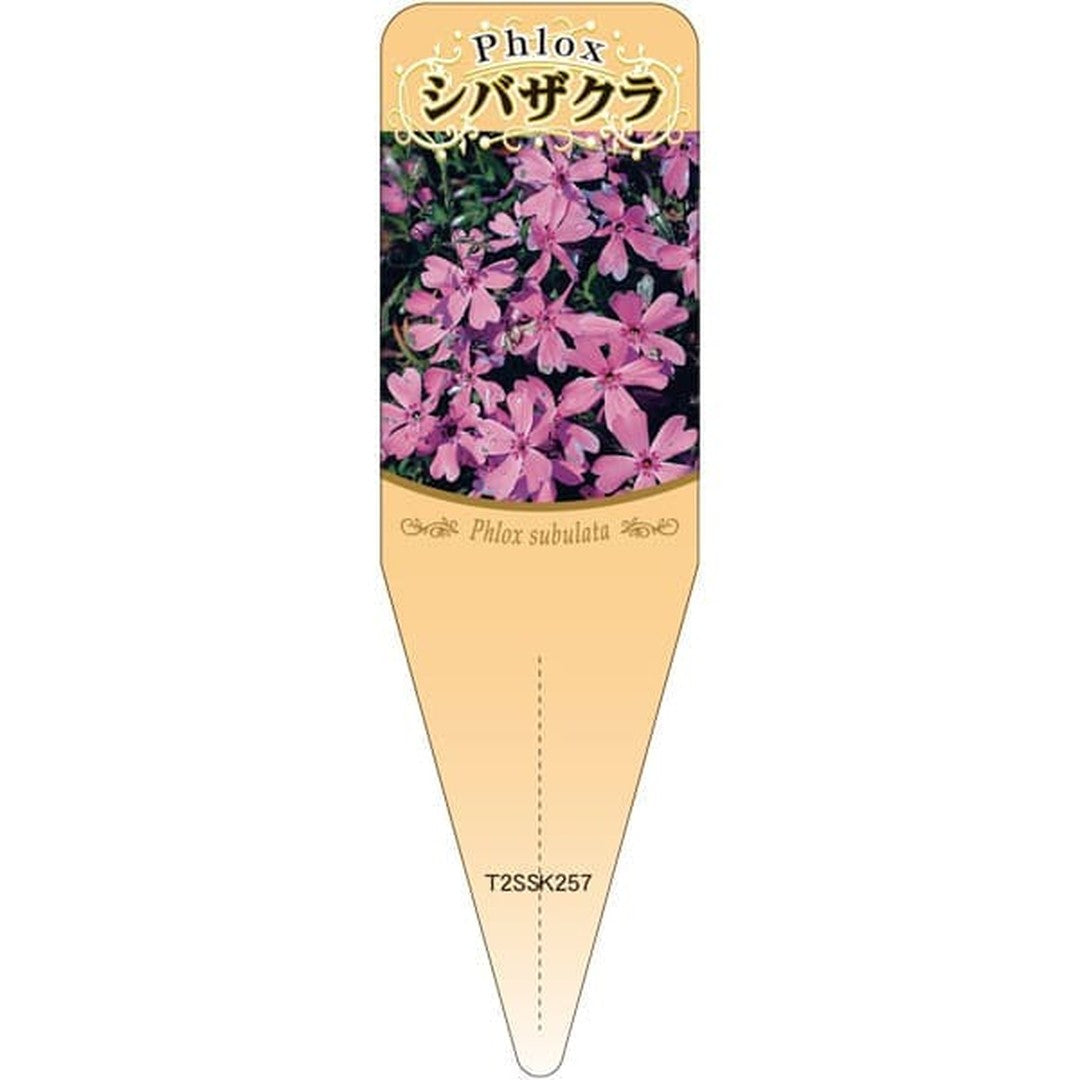 ARC シバザクラ ピンク S 園芸用ラベル【115mm×34mm】100枚入 T2SSK257-01