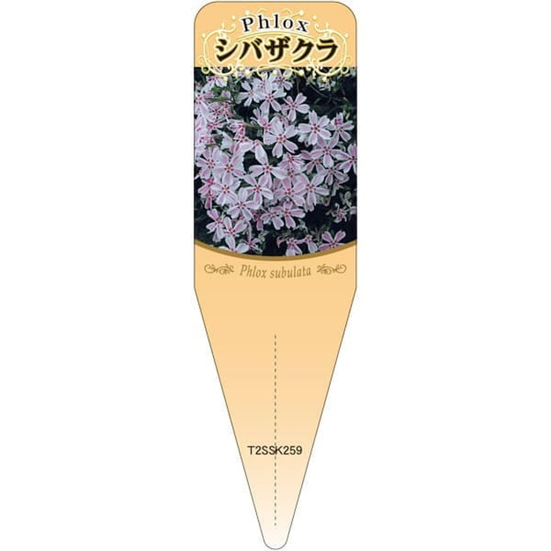 ARC シバザクラ フイリピンク S 園芸用ラベル【115mm×34mm】100枚入 T2SSK259-01