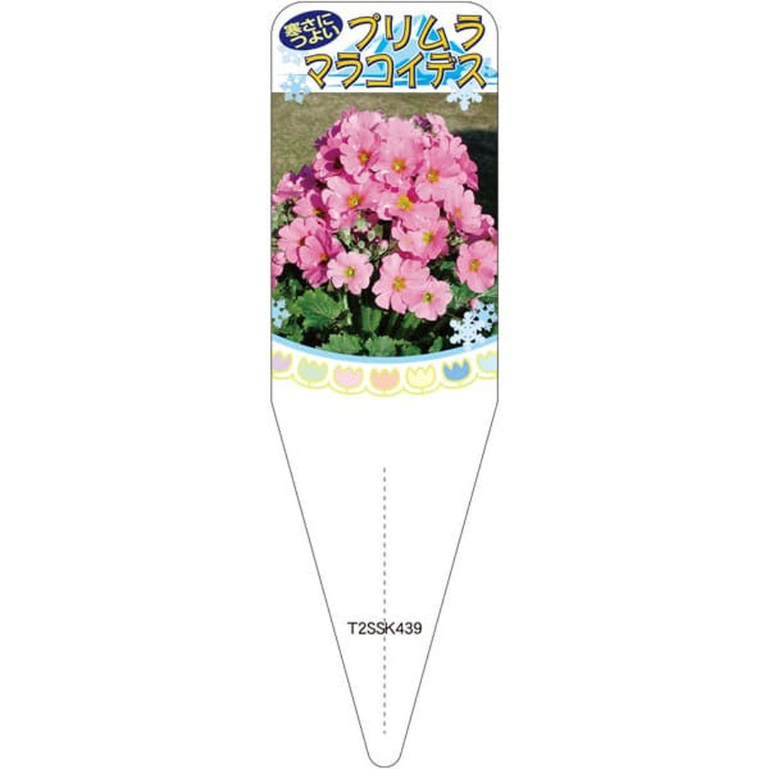 ARC プリムラマラコイデス ピンク S 園芸用ラベル【115mm×34mm】100枚入 T2SSK439-01