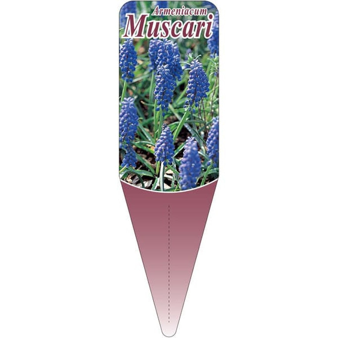 ARC ムスカリ S 園芸用ラベル【115mm×34mm】100枚入 T2SSK537-01