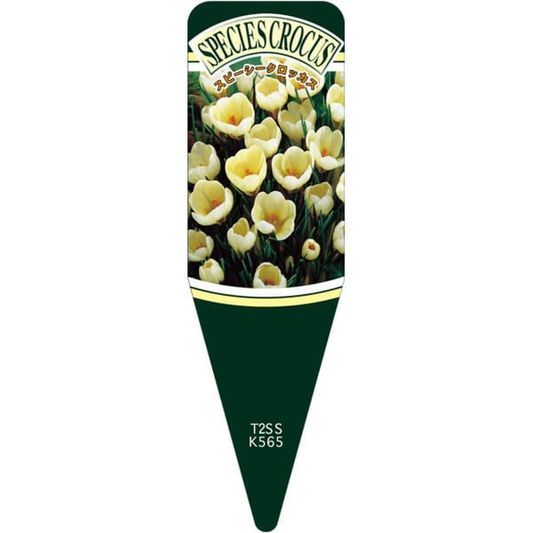 ARC スピーシークロッカス クリームビS 園芸用ラベル【115mm×34mm】100枚入 T2SSK565-01