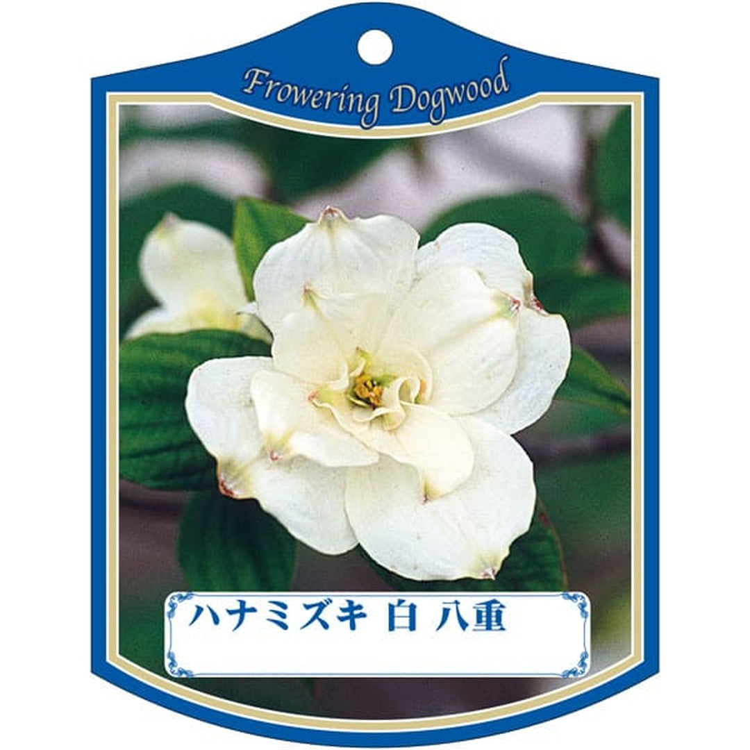 ARC ハナミズキ シロ・ヤエ K 園芸用ラベル【105mm×80mm】100枚入 T2TMK014-01