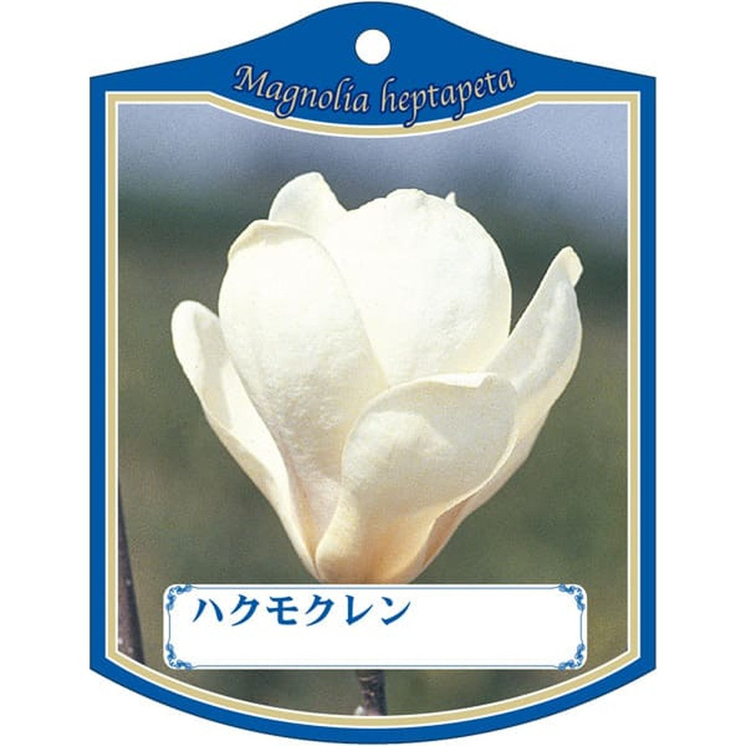 ARC ハクモクレン K 園芸用ラベル【105mm×80mm】100枚入 T2TMK022-01