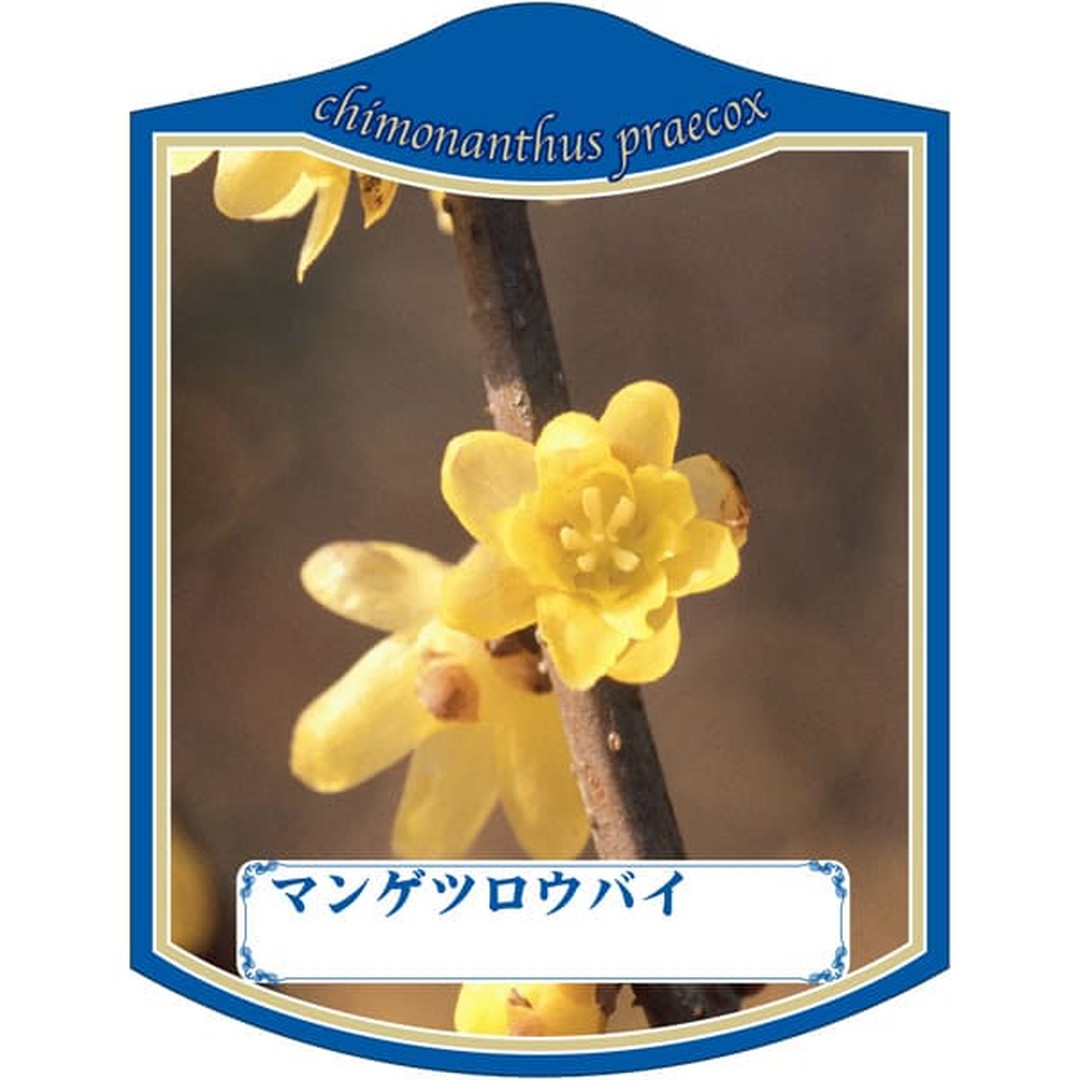 ARC マンゲツ ロウバイ K 園芸用ラベル【105mm×80mm】100枚入 T2TMK033-01