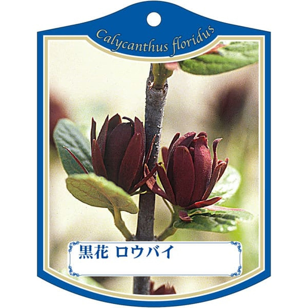 ARC クロバナ ローバイ K 園芸用ラベル【105mm×80mm】100枚入 T2TMK034-01