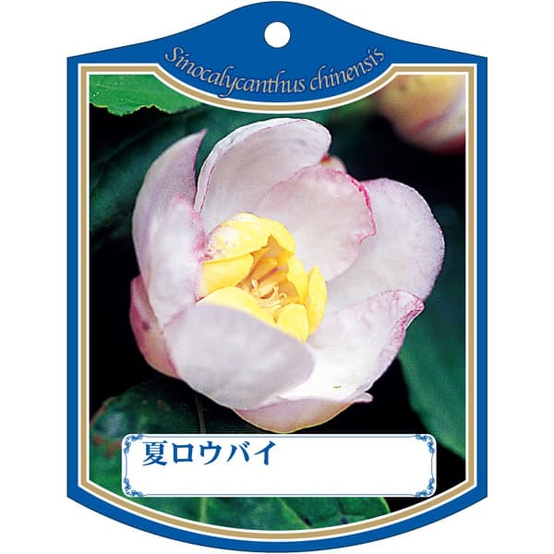 ARC ナツロウバイ K 園芸用ラベル【105mm×80mm】100枚入 T2TMK035-01