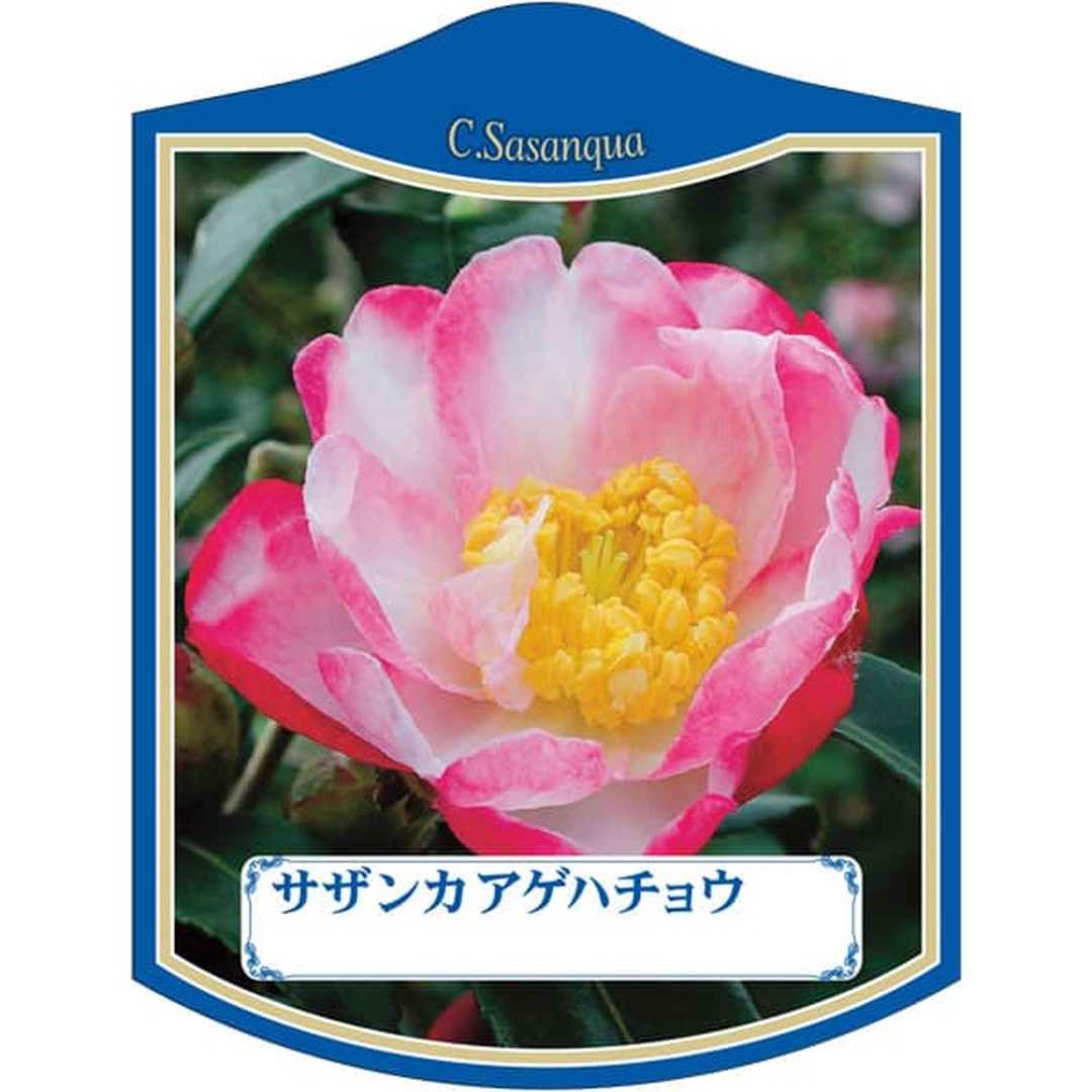 ARC サザンカ アゲハチョウ K 園芸用ラベル【105mm×80mm】100枚入 T2TMK050-01