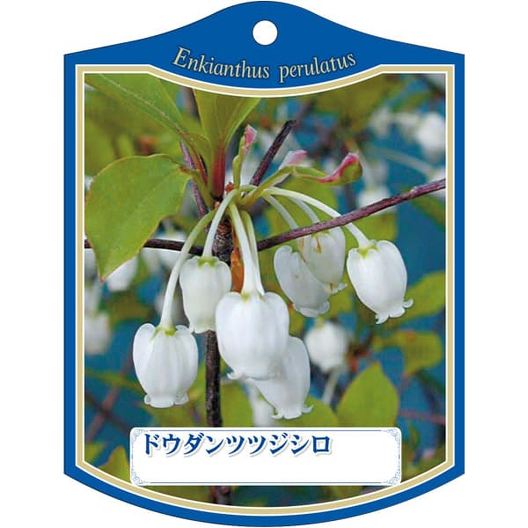 ARC ドウダンツツジ シロ K 園芸用ラベル【105mm×80mm】100枚入 T2TMK055-01