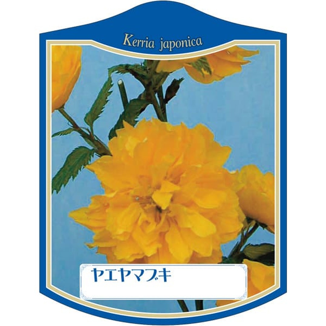 ARC ヤエ ヤマブキ K 園芸用ラベル【105mm×80mm】100枚入 T2TMK067-01