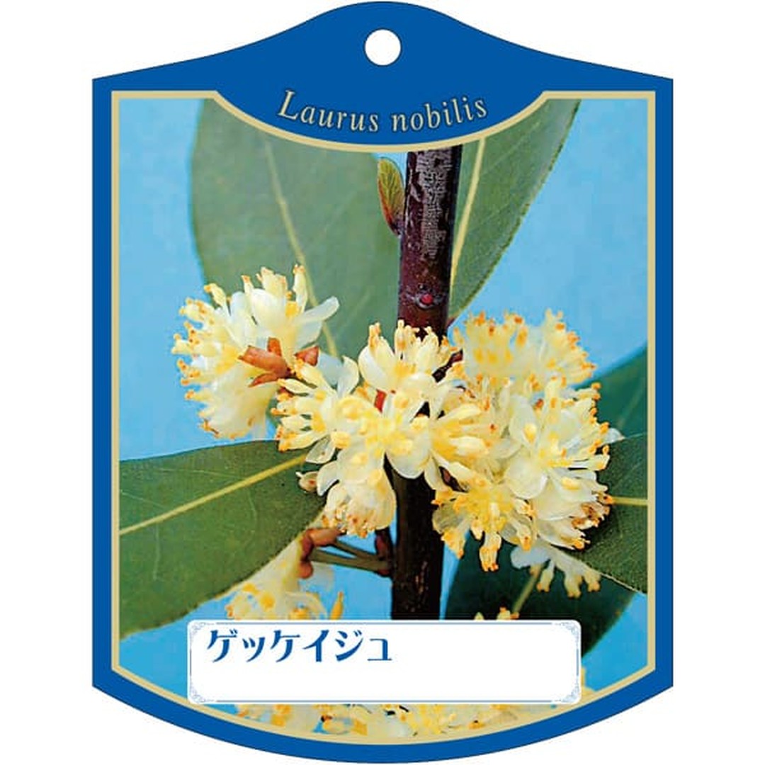 ARC ゲッケイジュ K 園芸用ラベル【105mm×80mm】100枚入 T2TMK078-01