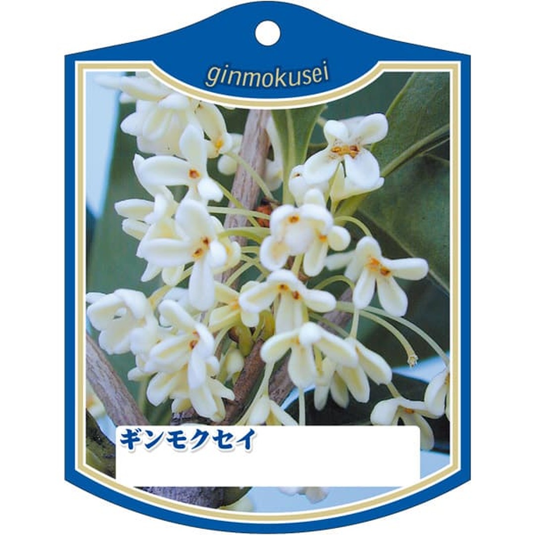 ARC ギンモクセイ K 園芸用ラベル【105mm×80mm】100枚入 T2TMK080-01