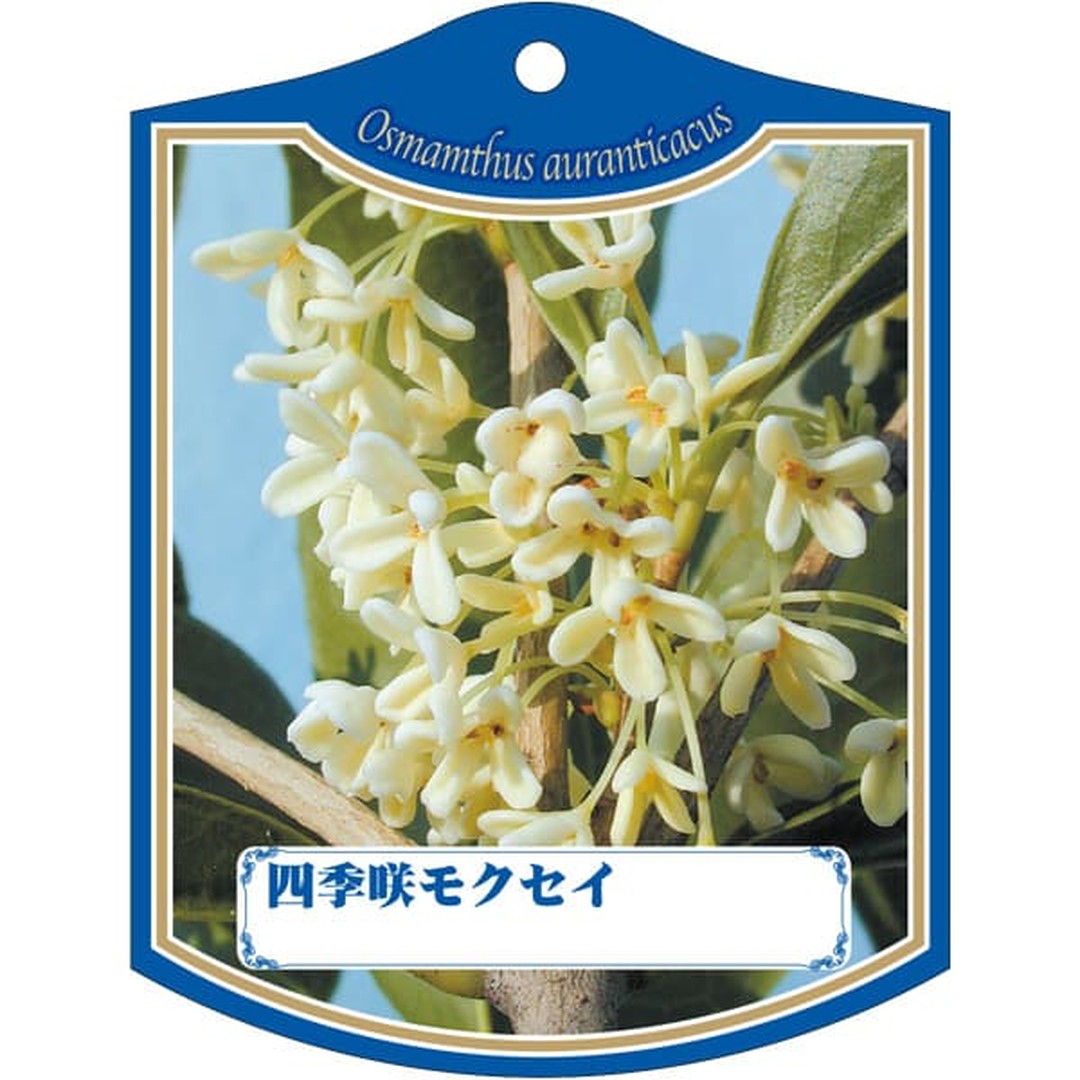 ARC シキザキモクセイ K 園芸用ラベル【105mm×80mm】100枚入 T2TMK081-01