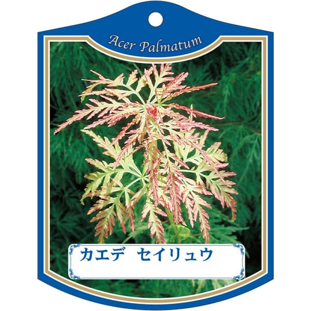 ARC カエデ セイリュウ K 園芸用ラベル【105mm×80mm】100枚入 T2TMK091-01
