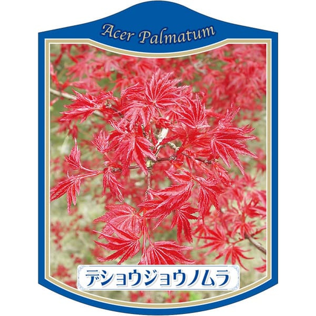 ARC カエデ デショウジョウノムラ K 園芸用ラベル【105mm×80mm】100枚入 T2TMK092-01