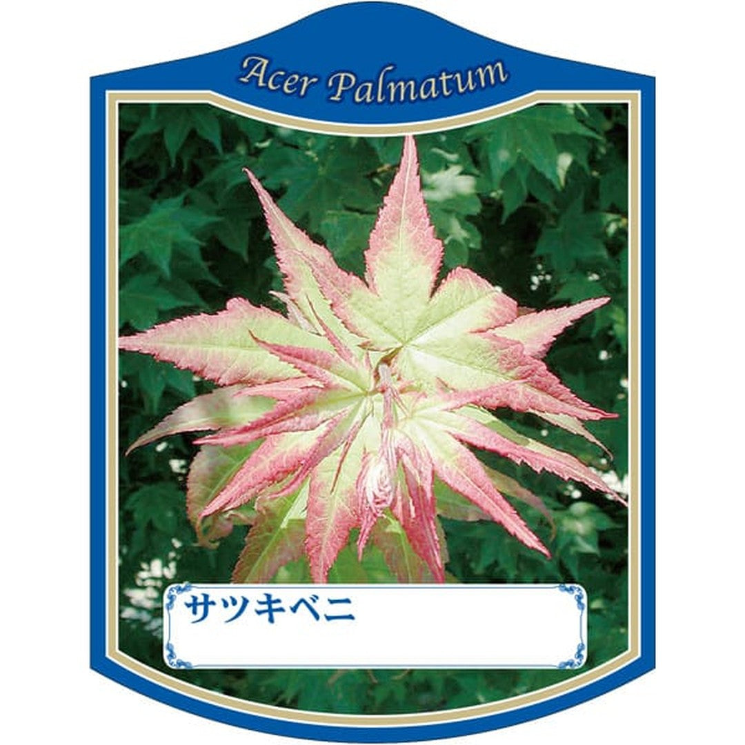 ARC カエデ サツキベニ K 園芸用ラベル【105mm×80mm】100枚入 T2TMK093-01