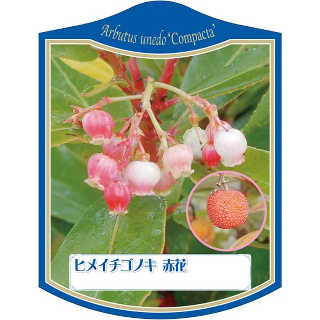 ARC ヒメイチゴノキ アカバナ K 園芸用ラベル【105mm×80mm】100枚入 T2TMK122-01
