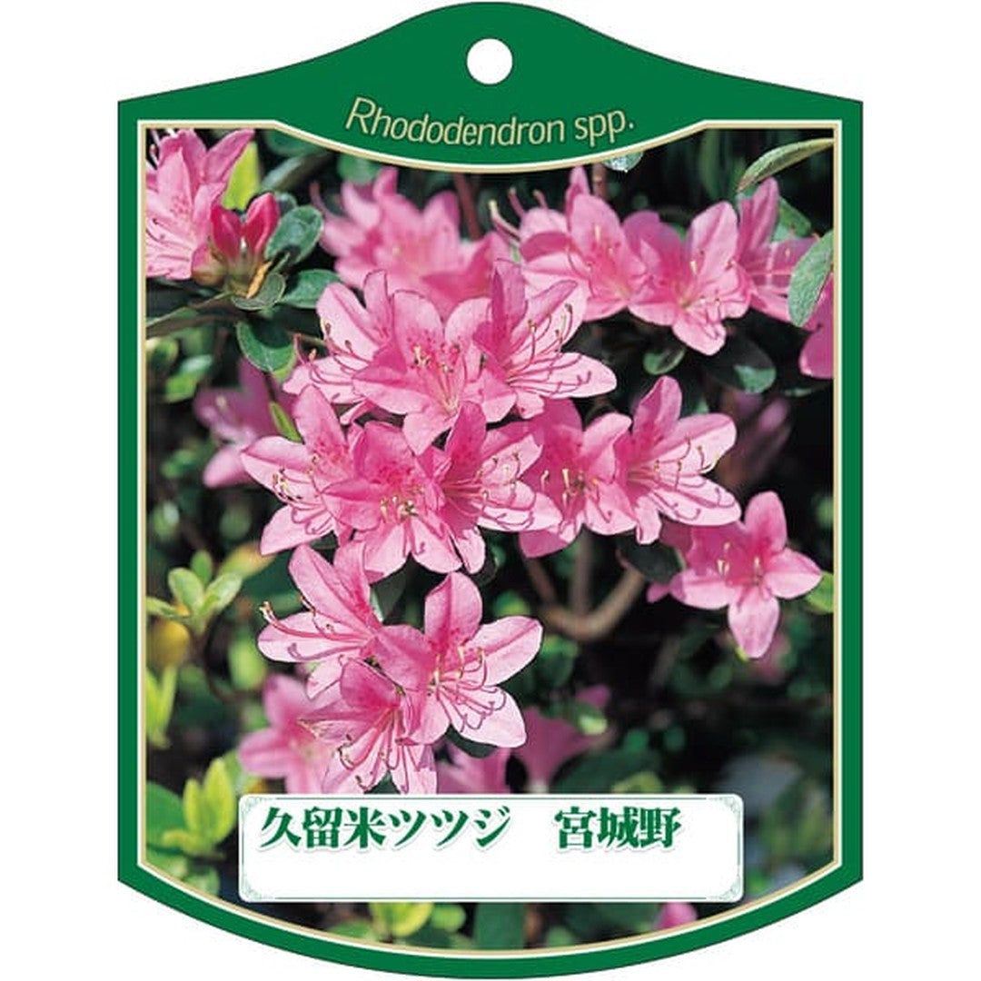 ARC クルメツツジ ミヤギノ K 園芸用ラベル【105mm×80mm】100枚入 T2TMK165-01