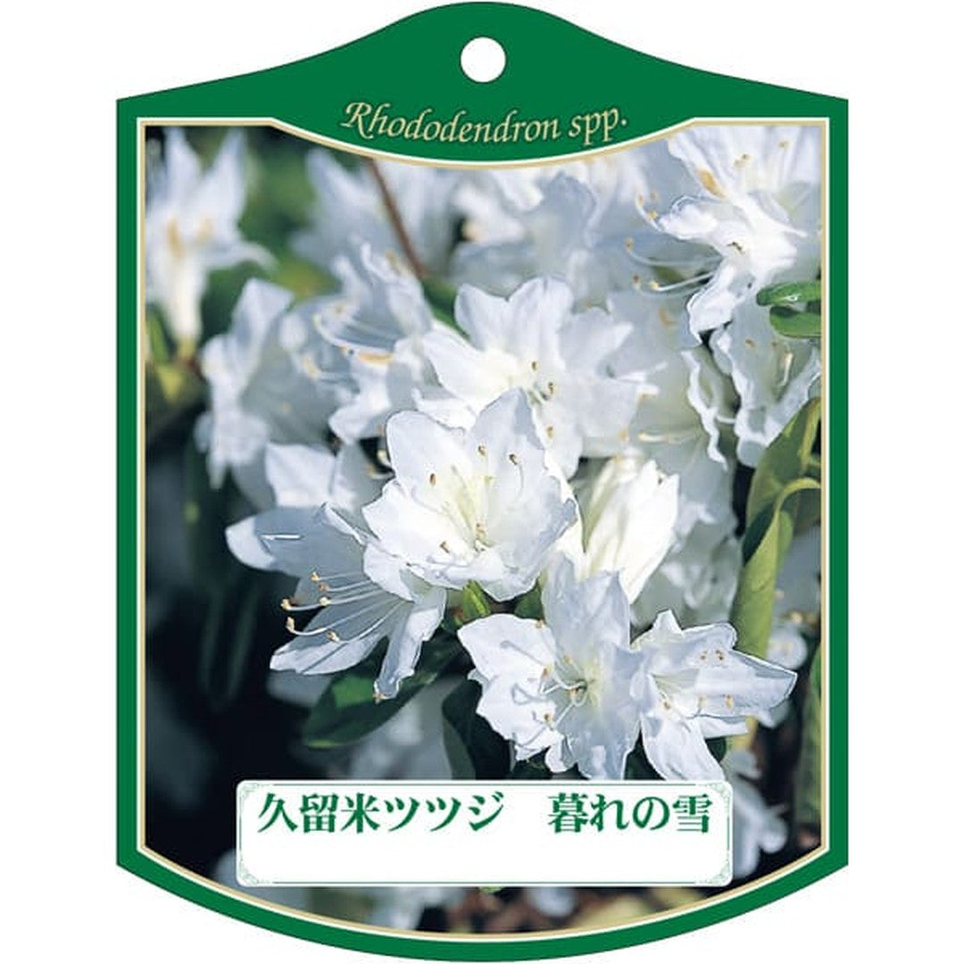ARC クルメツツジ クレノユキ K 園芸用ラベル【105mm×80mm】100枚入 T2TMK167-01